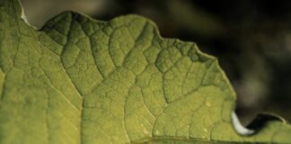 Do You Need to Know Botany to Be a Great Herbalist?