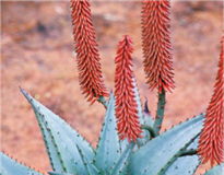 A Textural Little Bit of Latin – The Herb Society of America Blog