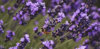 Partnering to Protect Pollinators
