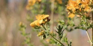 Summer Solstice | A Collective Post From the Evolutionary Herbalism Team