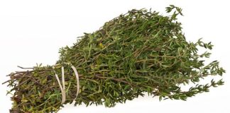 Thyme – All-Around Great Herb – The Herb Society of America Blog