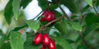 The effect of supplementation with cornelian cherry on different cardiometabolic outcomes