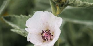 Do You Need to Know Phytochemistry to Be a Great Herbalist?