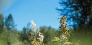 Meadowsweet: Not Just “Herbal Aspirin”