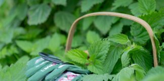 How to Harvest Nettle Without Getting Stung