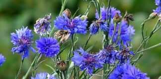 It’s All Greek to Me! – The Herb Society of America Blog