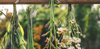 Strengthening Our Web of Wellness at Northwest Herbal Fair