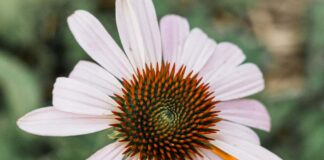 The Danger of Herbal Fads