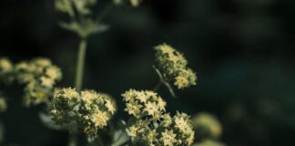 Herb-Drug Interactions: Fact Fiction or Somewhere Between