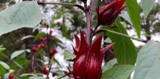 Roselle Hibiscus – A Colorful Herb – The Herb Society of America Blog