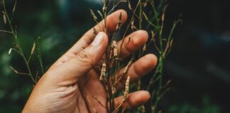 Saving Seeds From the Herb Garden
