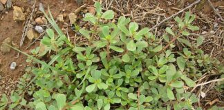 A Weed Lover’s Manifesto – The Herb Society of America Blog