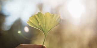 The Ginkgo Myth – The School of Evolutionary Herbalism