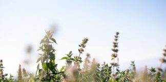 How Contract Farming Supports the Entire Supply Chain