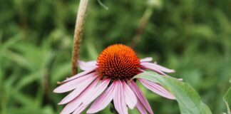 Echinacea: Not Just an Immune Stimulant