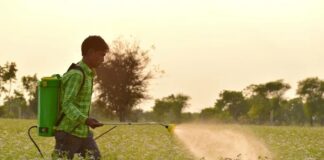 The Wonders of Butterfly Pea – The Herb Society of America Blog