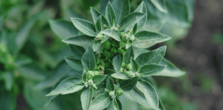 Adaptogens and the Holistic Approach to Fatigue