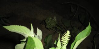 Madagascar – An Island of Medicinal Plants – The Herb Society of America Blog