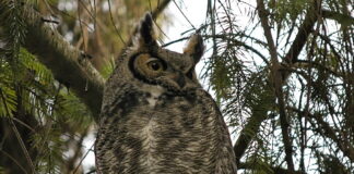 A Celebration of Light, Magic, and Nature’s Gifts – The Herb Society of America Blog