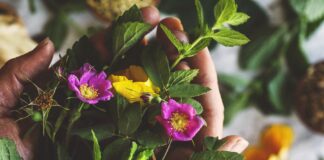 Supporting Sobriety in Herbalism