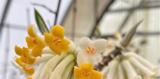 The Use of Paperbush – The Herb Society of America Blog