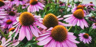 A Passion For Organics