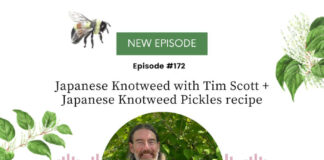 Japanese Knotweed with Timothy Scott and Japanese Knotweed Pickles