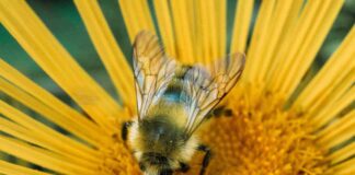 Elecampane: The Deep Breather – The School of Evolutionary Herbalism