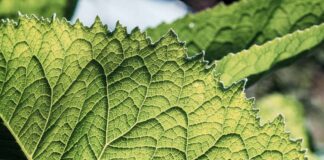 Medical Astrology Book Review – The School of Evolutionary Herbalism