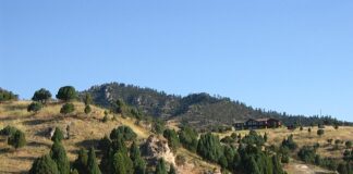 A Common Evergreen – The Herb Society of America Blog