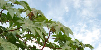 Flowers to Pharmaceuticals – The Herb Society of America Blog