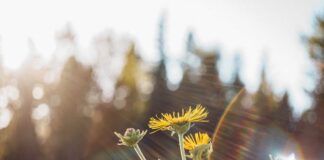 Astral Polarities & Organ Systems