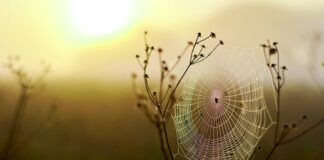 Interconnection, Belonging, and the Living Earth