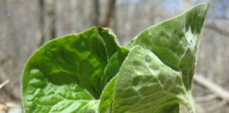 Gifts of Spring – The Herb Society of America Blog