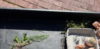 Egg-cellent Dyes – The Herb Society of America Blog