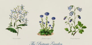 Who Are the Lost Ladies of Herbal and Garden Writing? – The Herb Society of America Blog