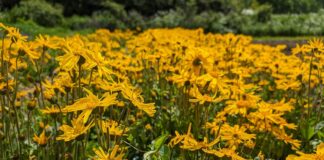 Cultivated Arnica: A Farm Story About Preserving Traditions and Quality
