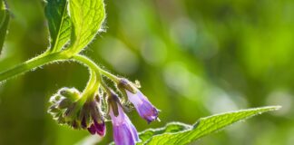 Comfrey Monograph: Benefits, Uses, & Controversy