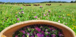 Supporting Health and Natural Land Management with Wild Weeds: A Farm Story