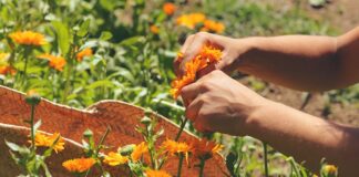 Spring Herbs to Grow for Wellness and Joy + Garden Tips