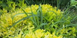 Oregano, May’s Herb of the Month – The Herb Society of America Blog