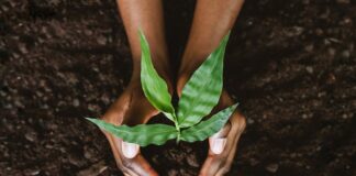 Poems of Perseverance: A Juneteenth Reflection on Black Herbal Legacy