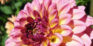 The National Herb Garden Rocks! – The Herb Society of America Blog