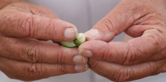 Meet Our Jojoba Farmers in Arizona's Sonoran Desert