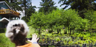 Partner Spotlight: Elderberry Wisdom Farm