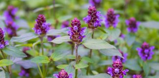 Self Heal (Prunella vulgaris) Monograph: Botany and Uses
