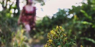 Supporting Wild Harvester Education for a Sustainable Future