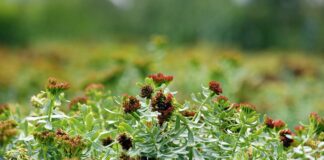 Reaching Homeostasis with Adaptogens